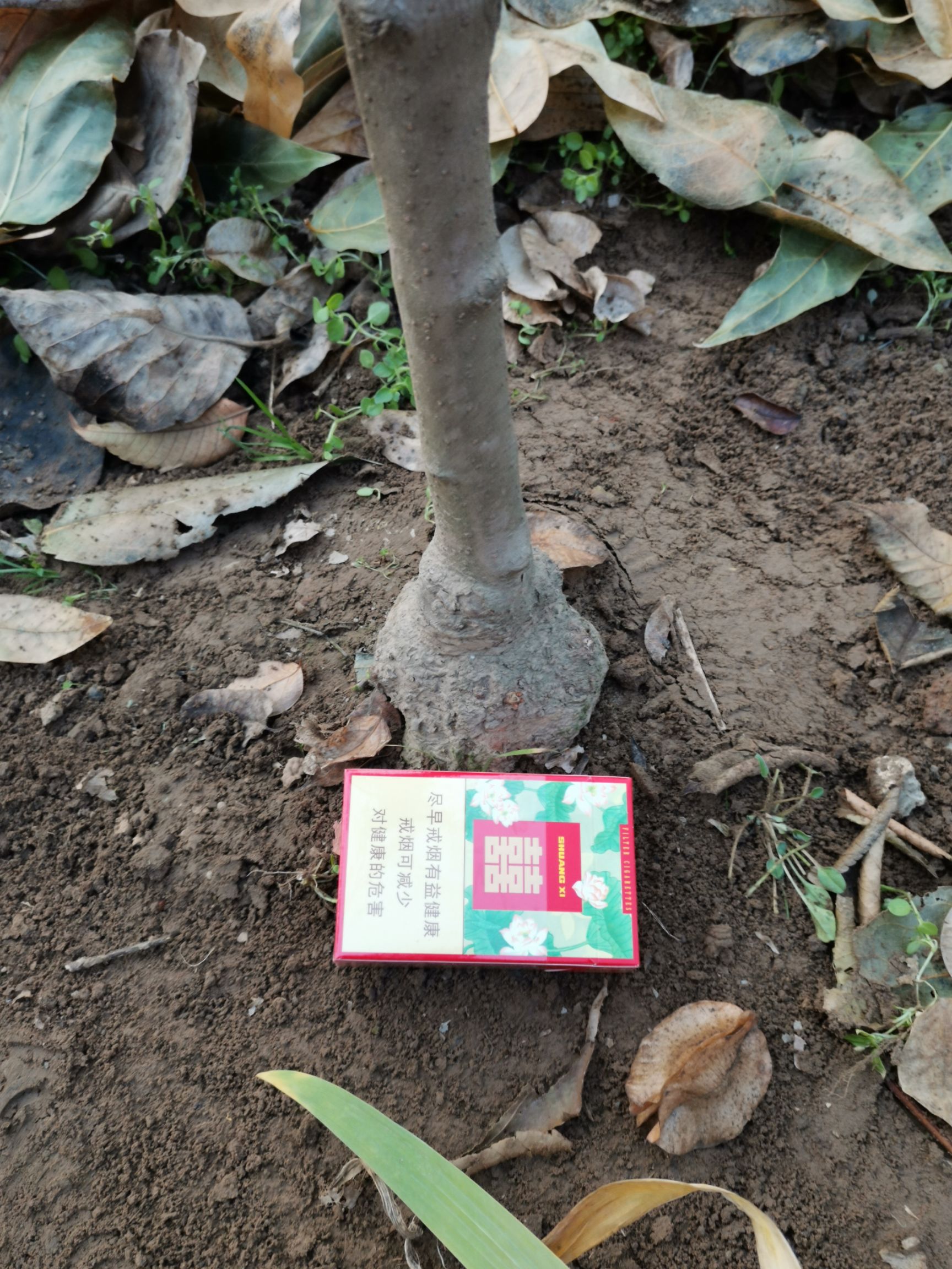 素心腊梅  鄢陵腊梅，高杆，3公分以上，带花苞，枝干挺拔，带龟。