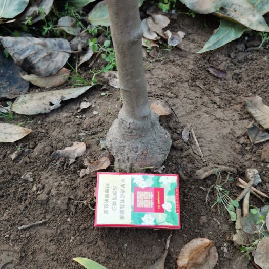 鄢陵县素心腊梅  鄢陵腊梅，高杆，3公分以上，带花苞，枝干挺拔，带龟。