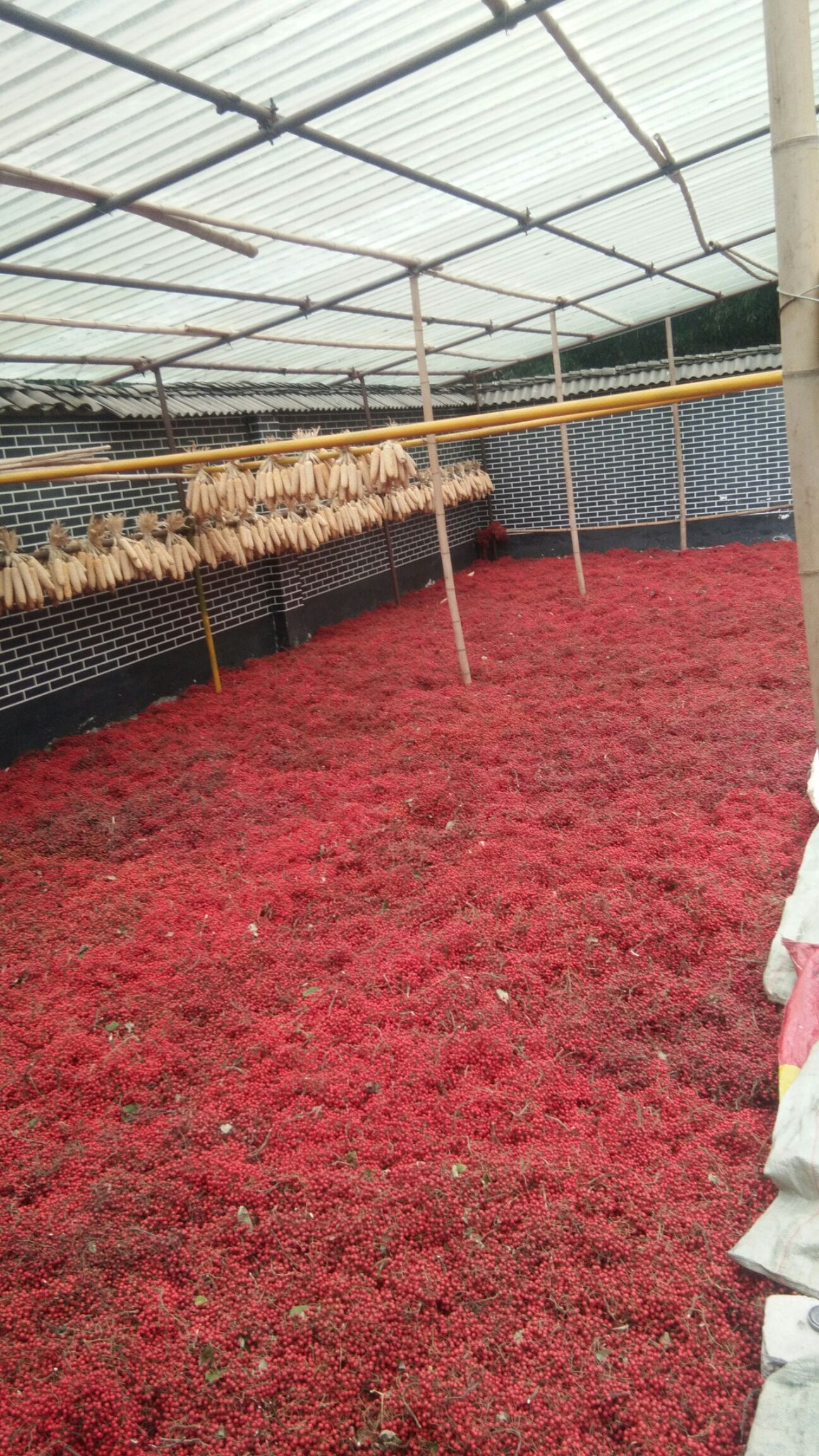 山桐子种子  老树精品种子，颗粒饱满，干净无杂质，