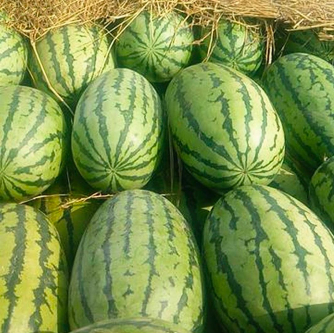 懒汉西瓜种子 懒汉花霸208 早熟28天