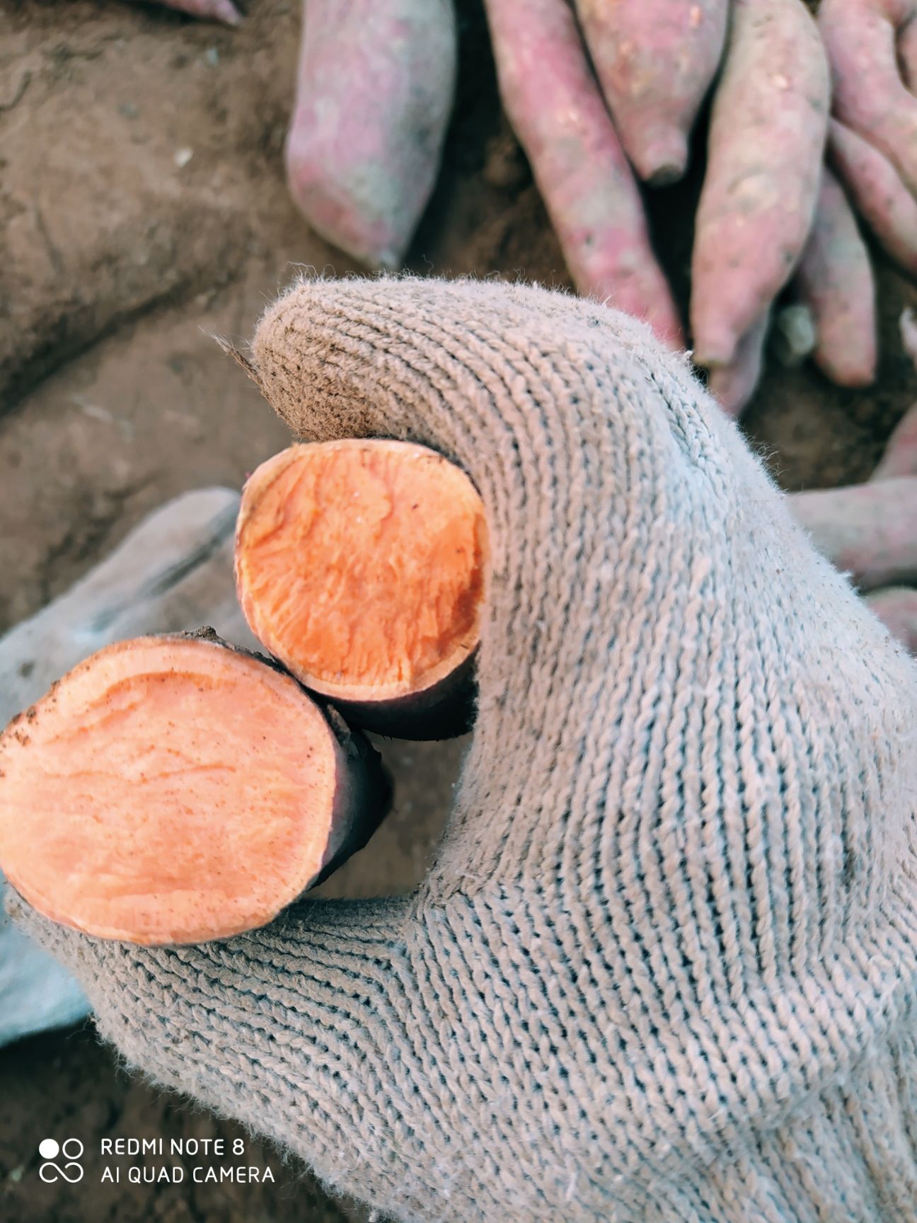 西瓜红 烟薯25流糖蜜薯红薯苗