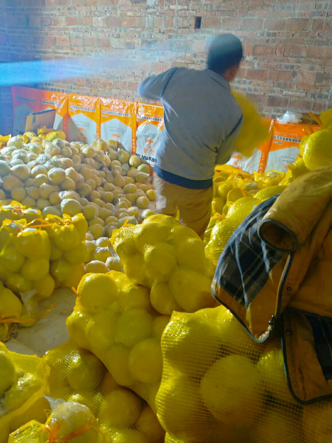 沙田柚 广西壮族自治区桂林市阳朔县