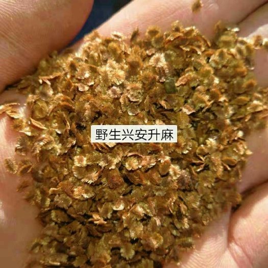 北升麻  升麻种子，优质。