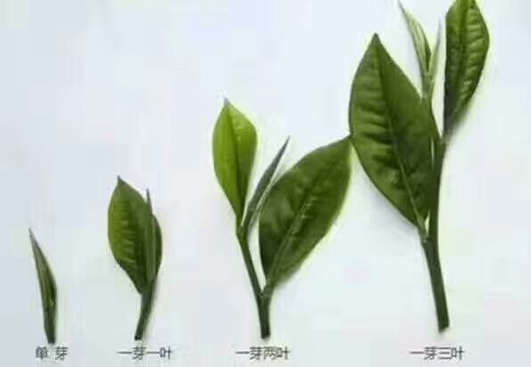 炒青茶  贵州毛峰锌硒茶高级绿茶办公茶