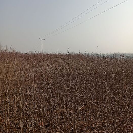 沂水县苹果树苗占木苗。2万棵左右价格很便宜，只为倒地。
