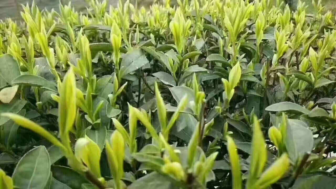 炒青茶  贵州毛峰锌硒茶高级绿茶办公茶