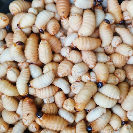 西林县 柴虫竹虫价格美丽。