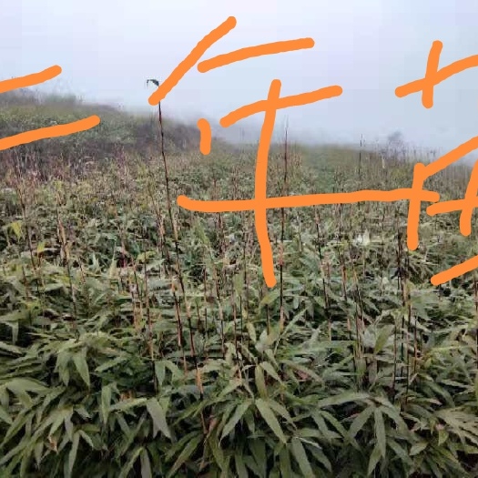 桐梓县 金佛山方竹苗，一年苗，二年苗价格便宜