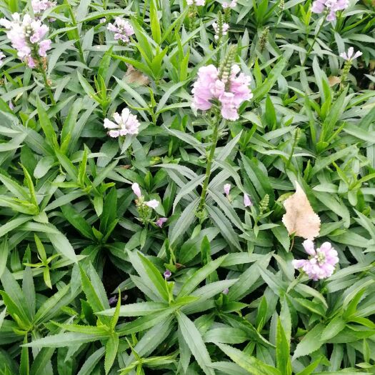 青州市假龙头种子  粉花假龙头 随意草种植基地
