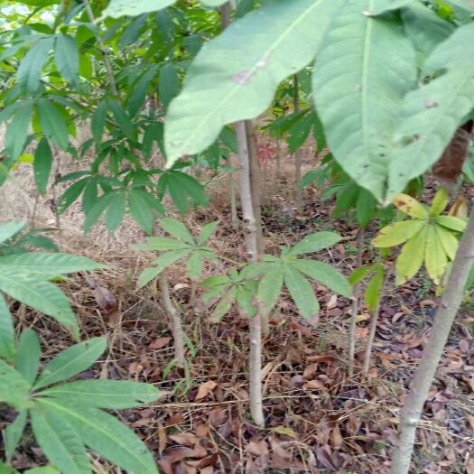 苍溪县 七叶树，4公分到8公分的，自己苗木基地，