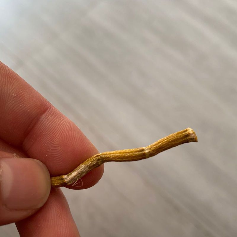 正宗霍山铁皮石斛寸金 基地直供 品相好，胶质饱满 批发价