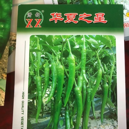  杭椒苗螺丝椒