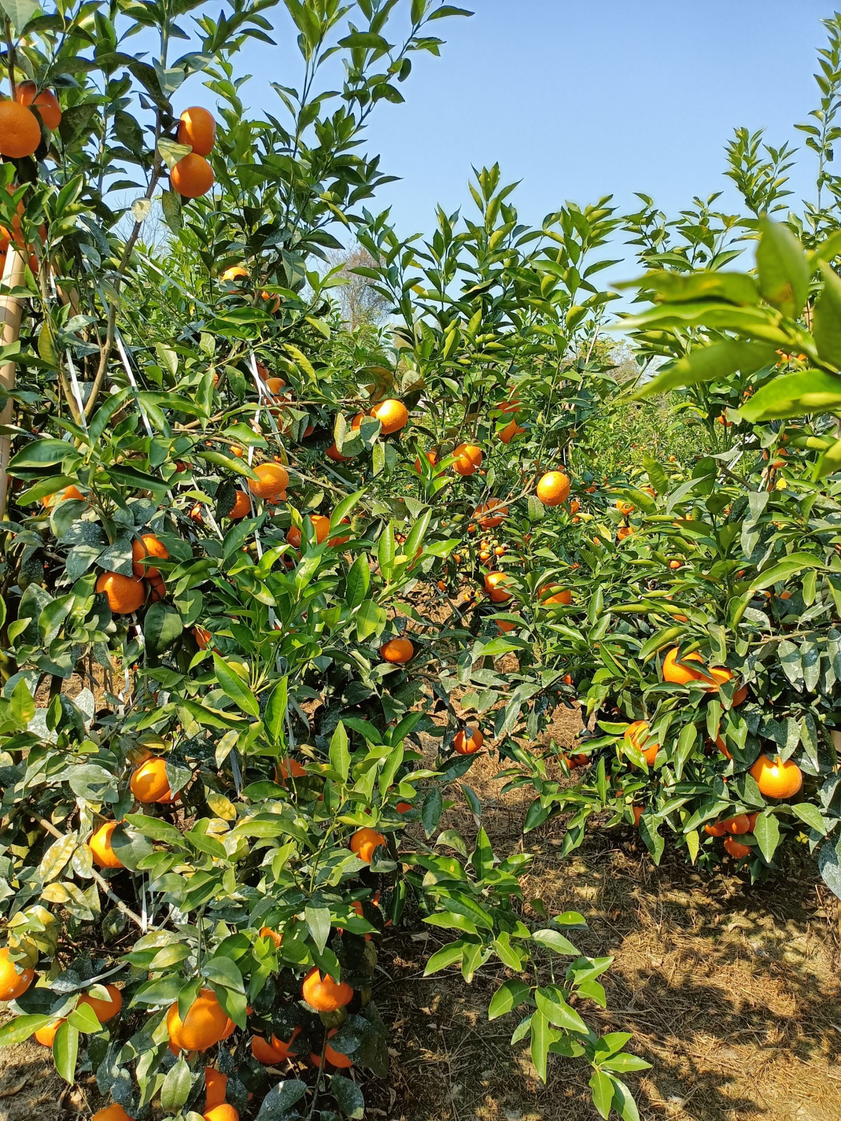 柑桔  农家自产沃柑，个大汁多.够甜。