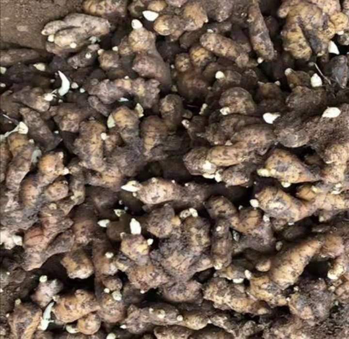 山东姜种，货源充足，产地大量供应，可发全国各地物流。。。。