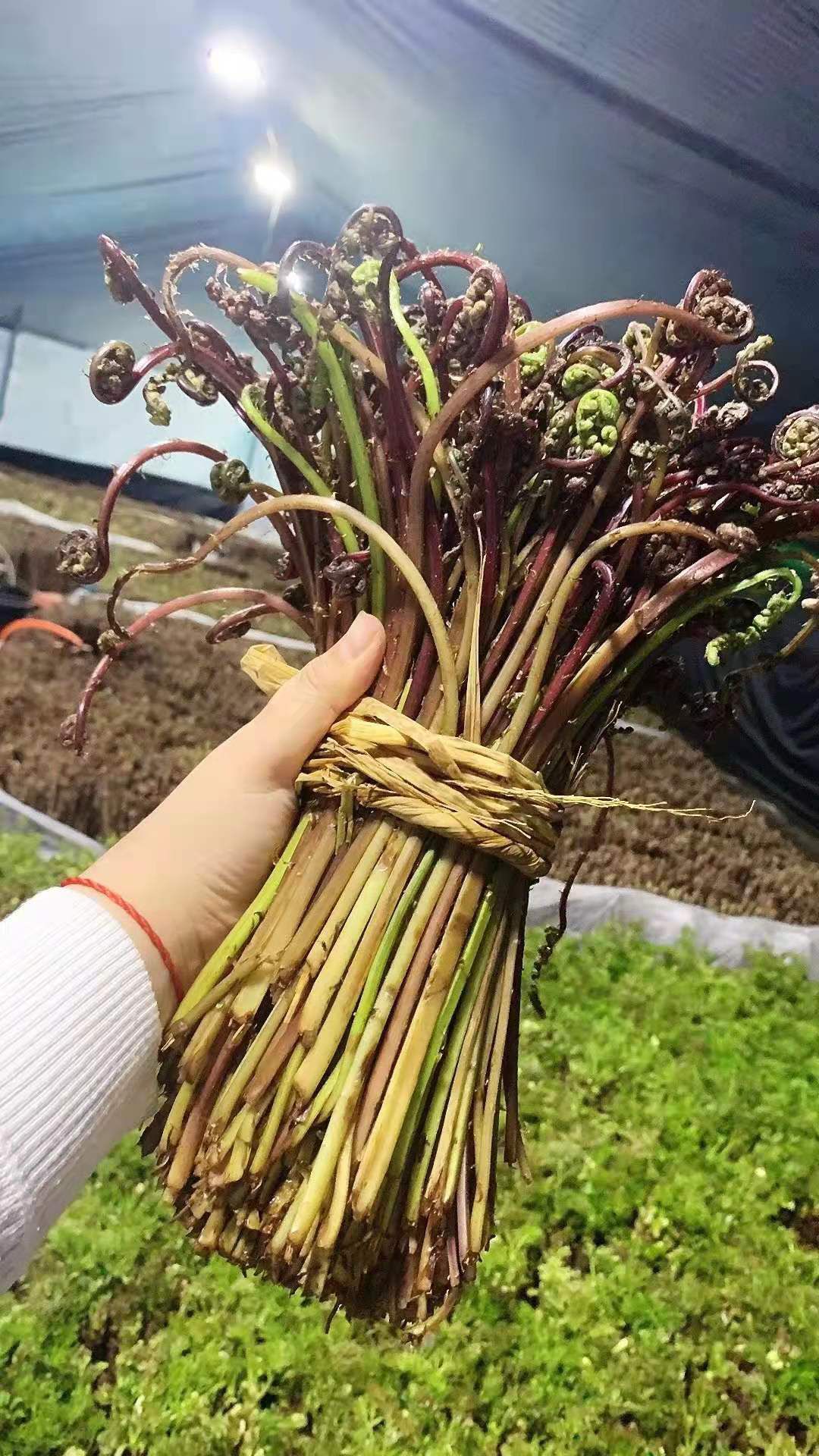 东北野山野菜，吃嫩芽，小根菜，猴腿，蒲公英，柳蒿芽。