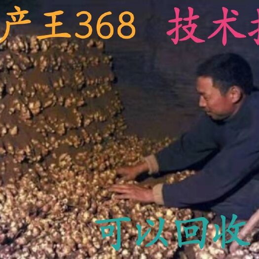 沂南县山东姜种，货源充足，产地大量供应，可发全国各地物流。。。。