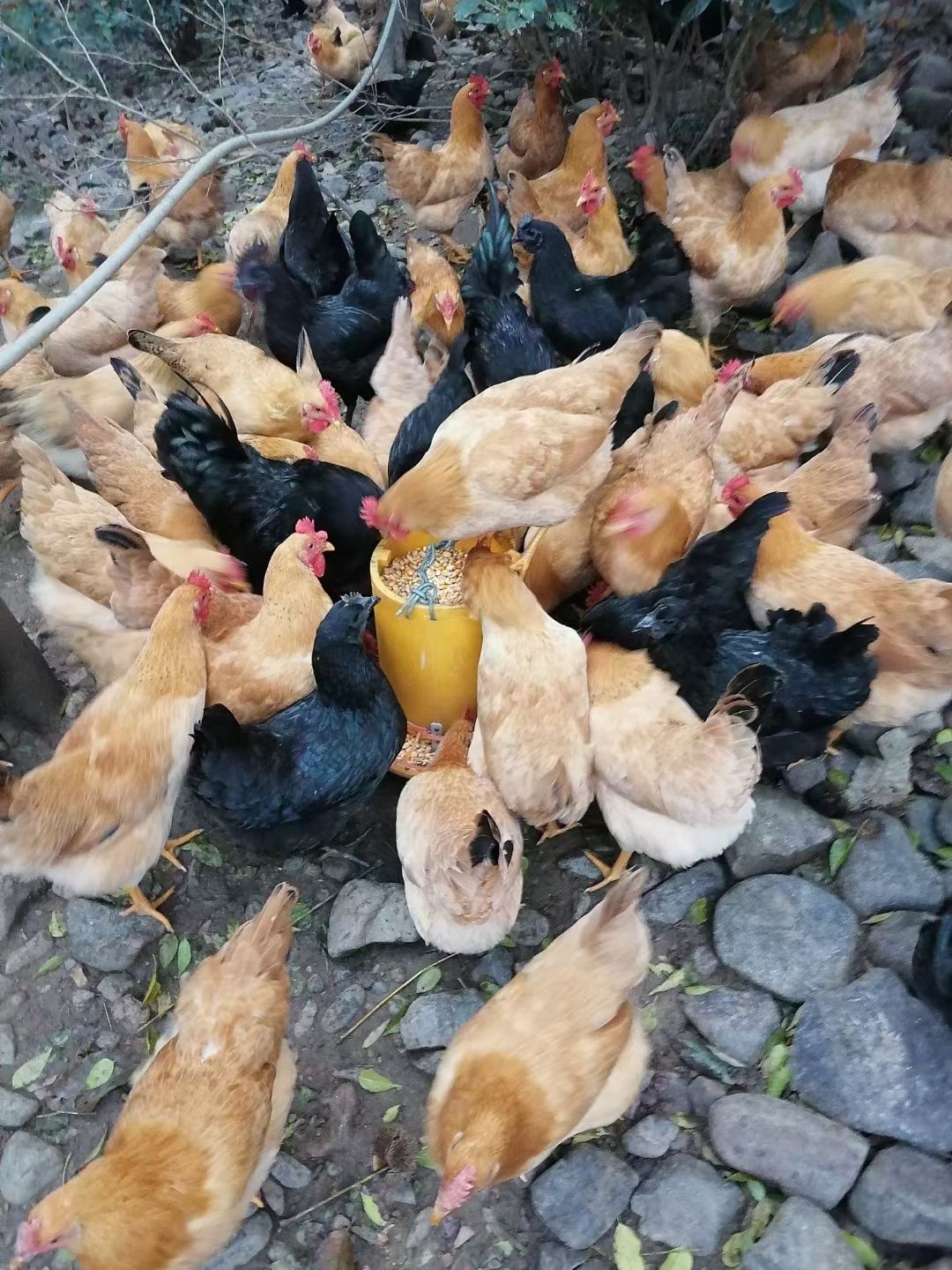 山里散养土鸡蛋，不正宗不要钱