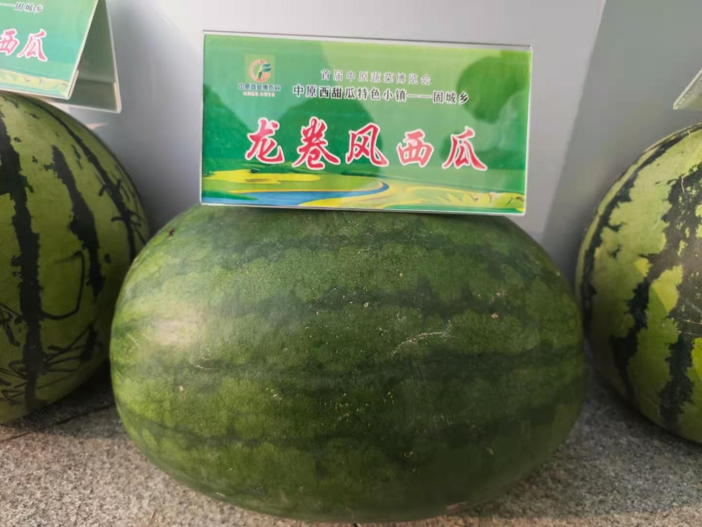 龙卷风西瓜种子  龍卷風（ABC)3系，详细介绍请看包装说明