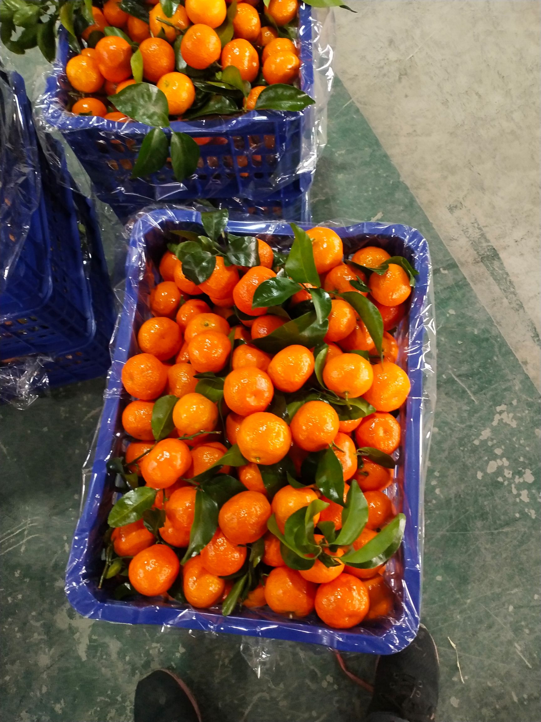  沃柑是一种新品种，口感甜，皮薄，