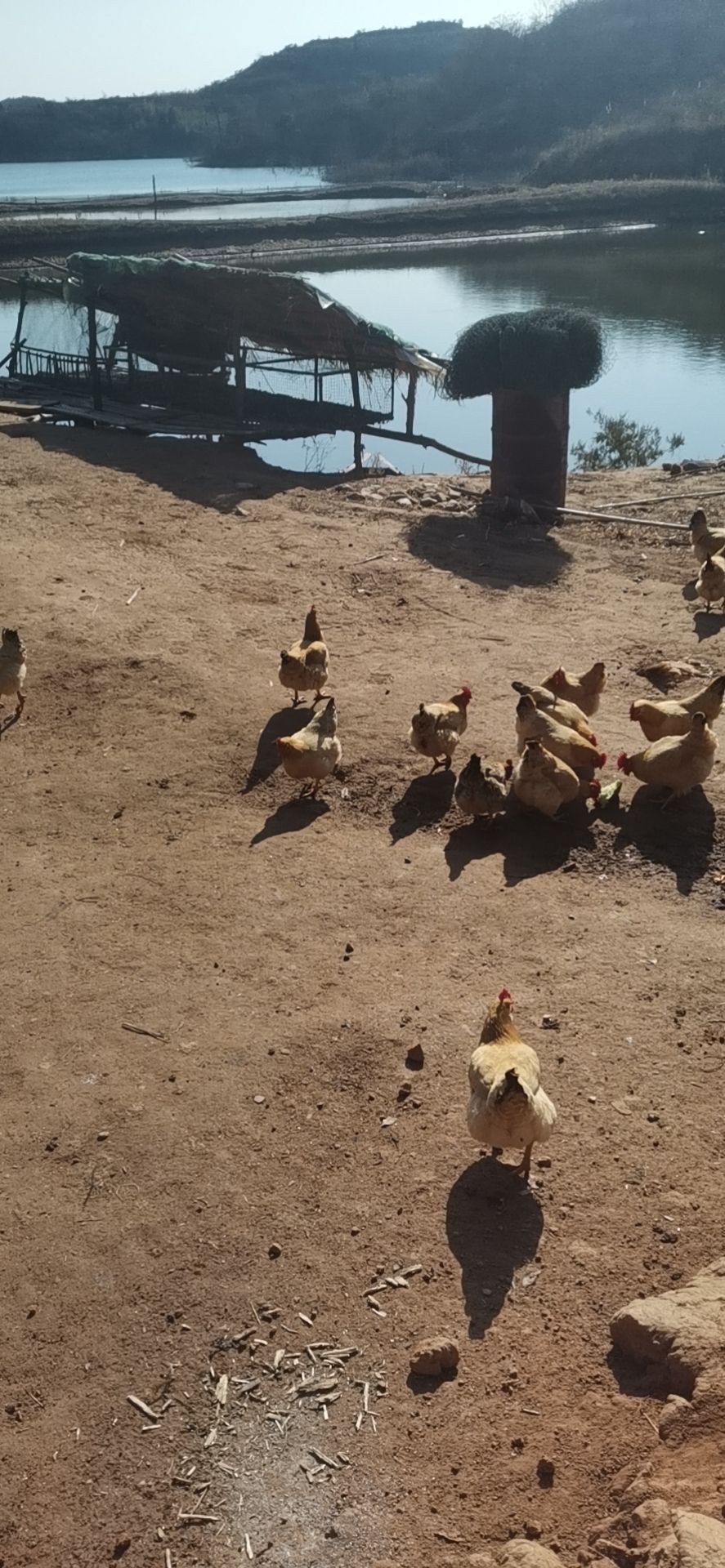 水库草鱼 活水草鱼，质量好