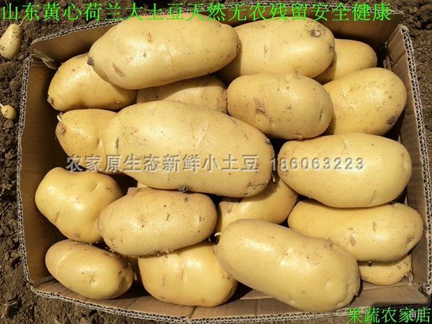 荷兰17号 山东新鲜滕州荷兰黄皮土豆滕州黄心洋芋农家自种马铃薯