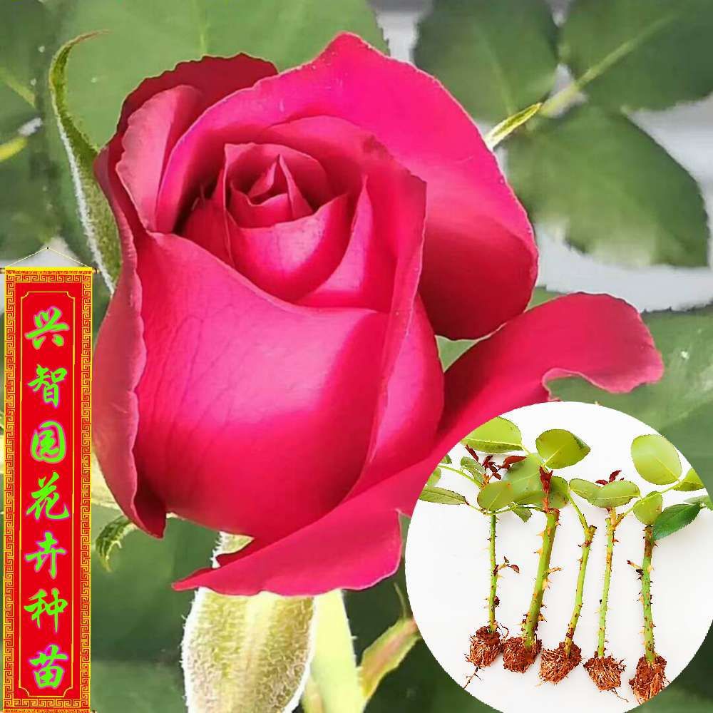 玫瑰苗 卡罗拉 鲜花种苗  云南昆明源头产地直销支持搭配品