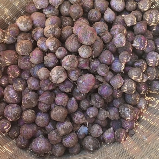 独头蒜  云南大理黄坪大蒜，品质讲究，蒜香味扑鼻，足量供应！