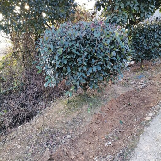 长沙红叶石楠球