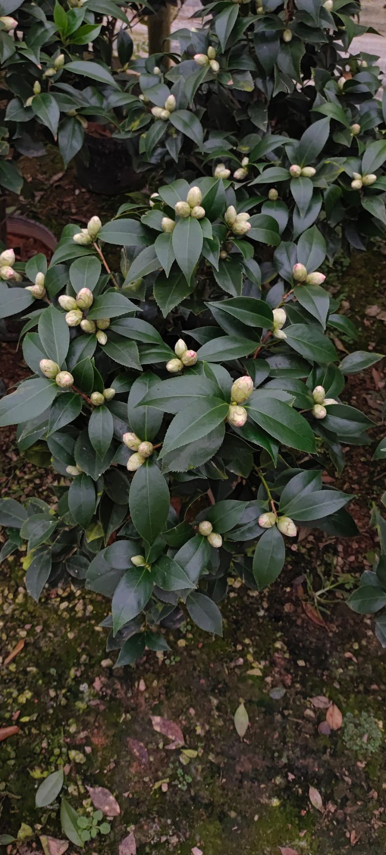  茶花赤丹茶花大红花