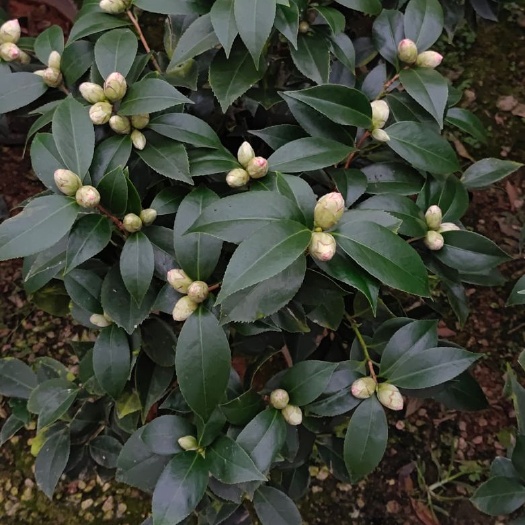漳平市 茶花赤丹茶花大红花