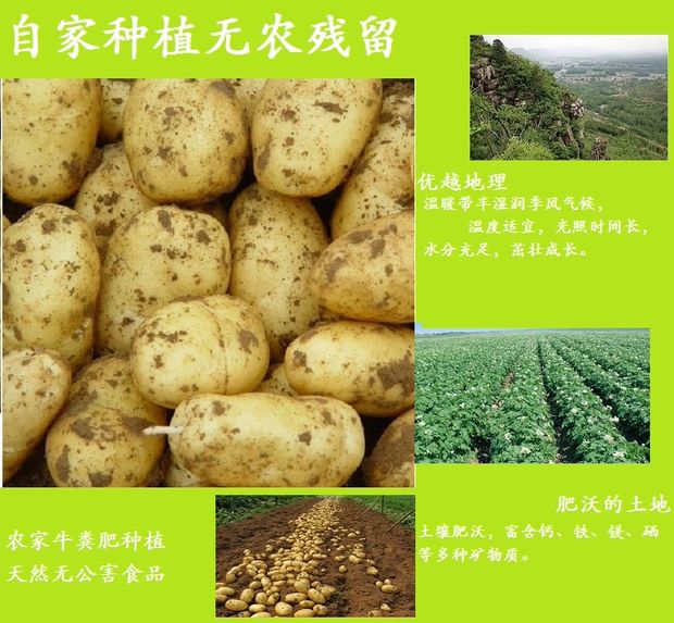 荷兰17号 山东新鲜滕州荷兰黄皮土豆滕州黄心洋芋农家自种马铃薯