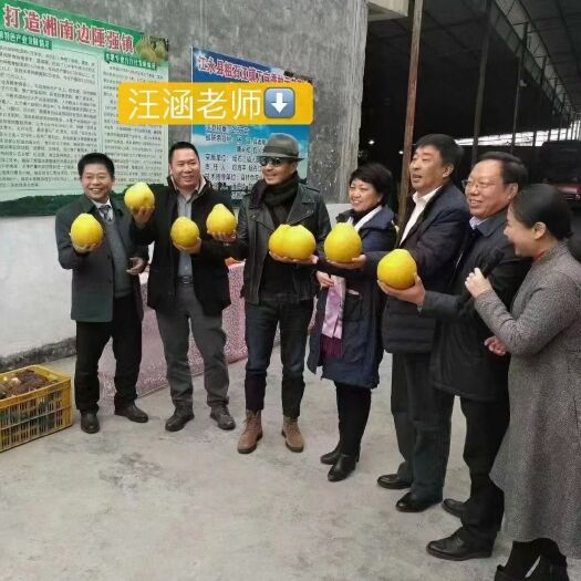 江永县沙田柚  江永老树柚子，价格实惠，想要的老板速来订购。