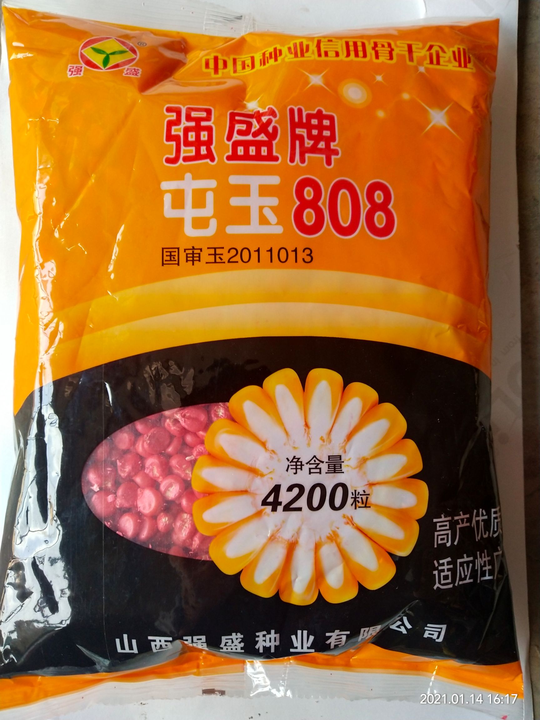 浚县抗倒王国审强盛牌屯玉808抗倒稳产丰收潜力大卖钱多