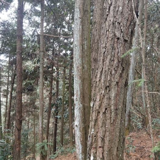 龙山县松木 