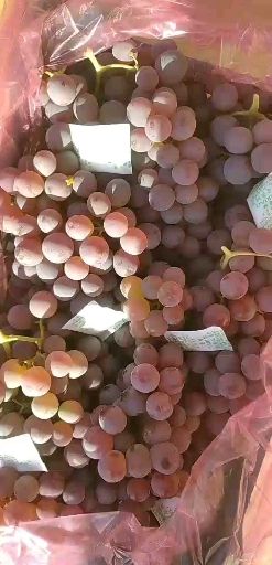  龙眼葡萄大量出库，价格低，质量好，有想法的老板联系了