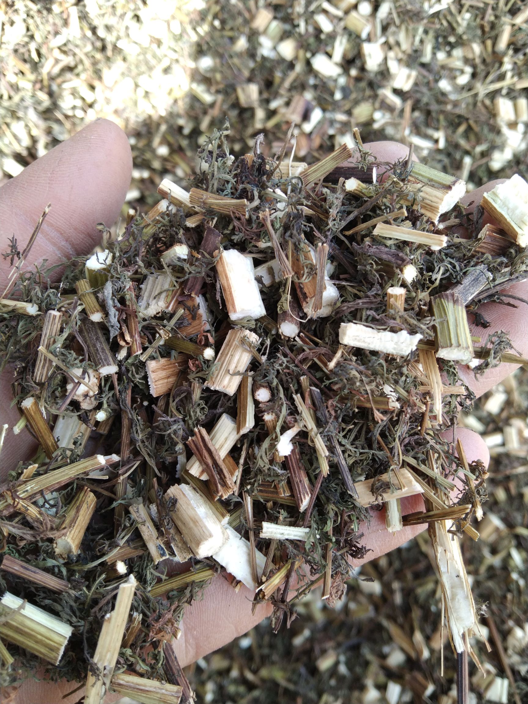 中药材青蒿  青蒿