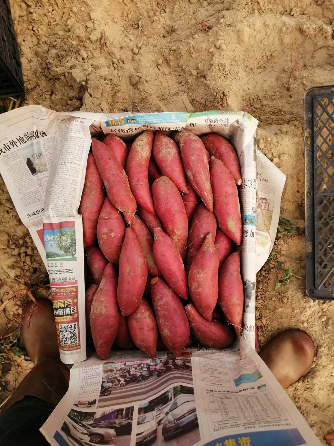 番薯 混装通货 红皮 