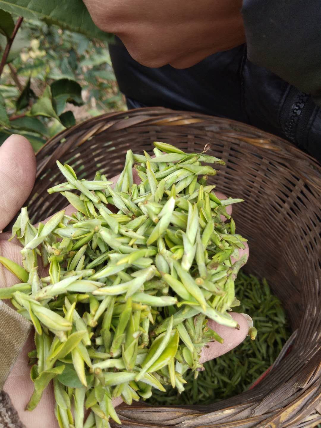 栆叶茶  高山茶绿茶，侗族文化茶，高山红茶，源头产地厂家直销