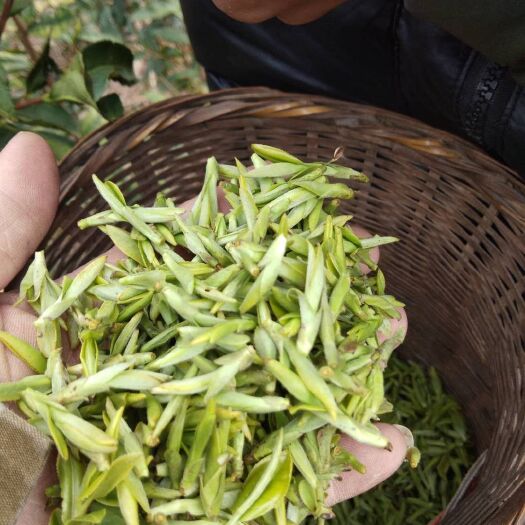 栆葉茶  高山茶綠茶，侗族文化茶，高山紅茶，源頭產(chǎn)地廠家直銷