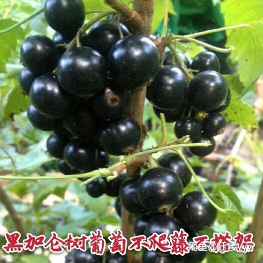 平邑县黑加仑苗  黑加仑，黑加仑树葡萄苗，保证品种，保证成活率。