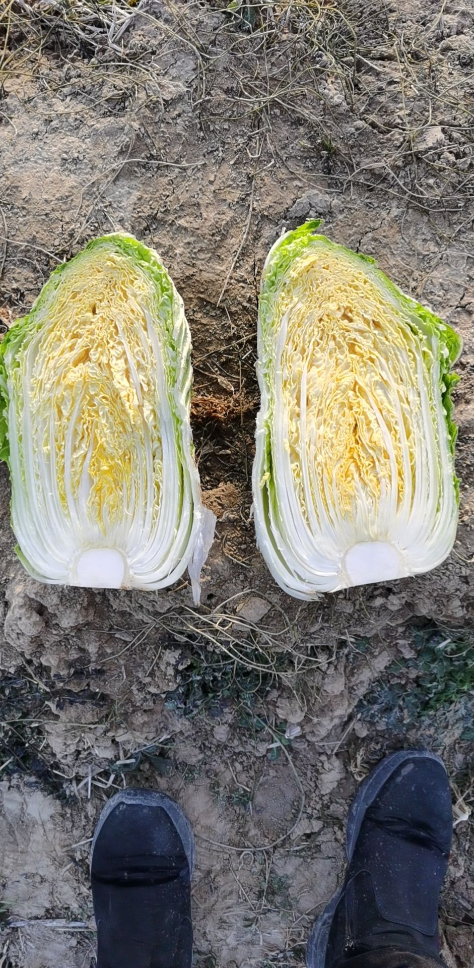 傲雪迎春白菜  黄心大白菜