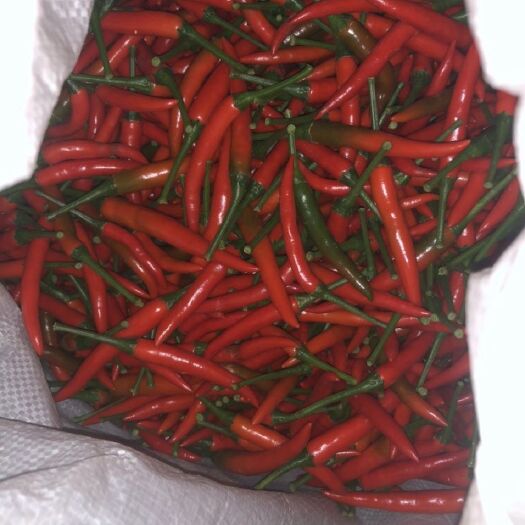 南宁芜湖椒 