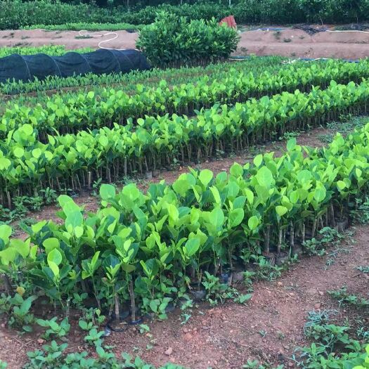 白沙县海南菠萝蜜苗 海南白沙马来西亚1号菠萝蜜苗批发，价格便宜
