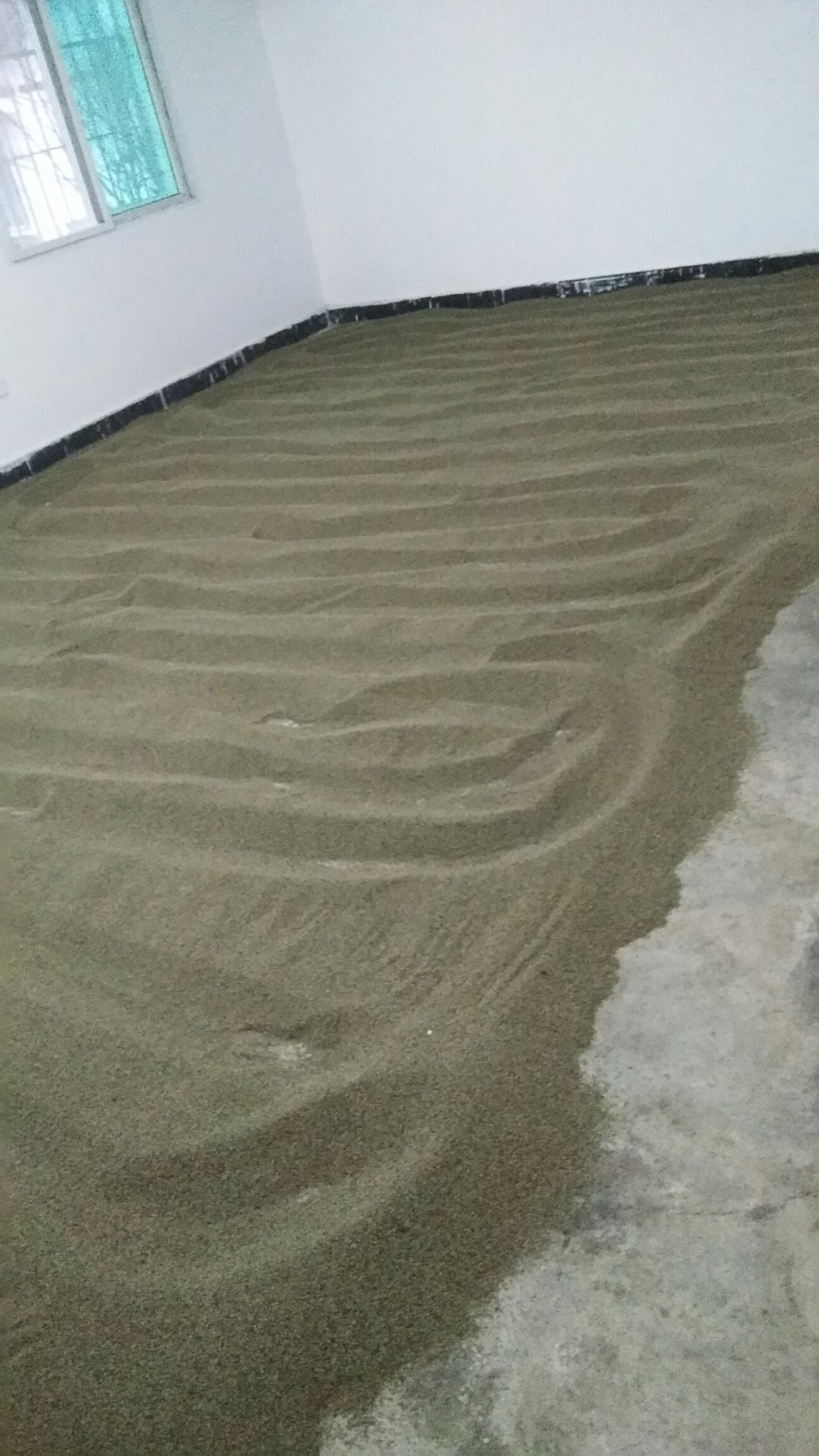 山桐子种子  老树精品种子，颗粒饱满，干净无杂质，