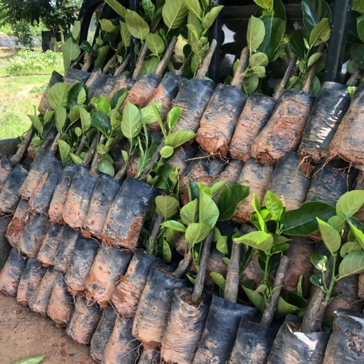 白沙县海大1号菠萝蜜苗 海南1号菠萝蜜苗批发