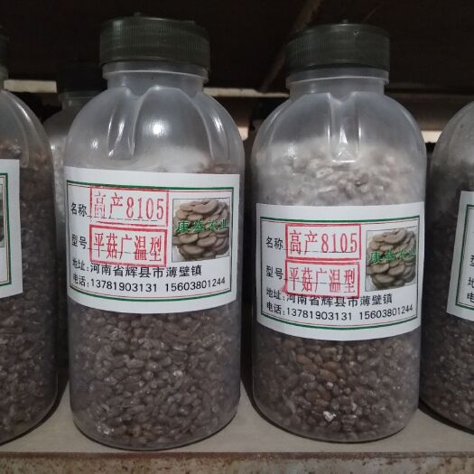 辉县市平菇菌种  平菇优质菌种 产量高  抗杂性强   常年供应