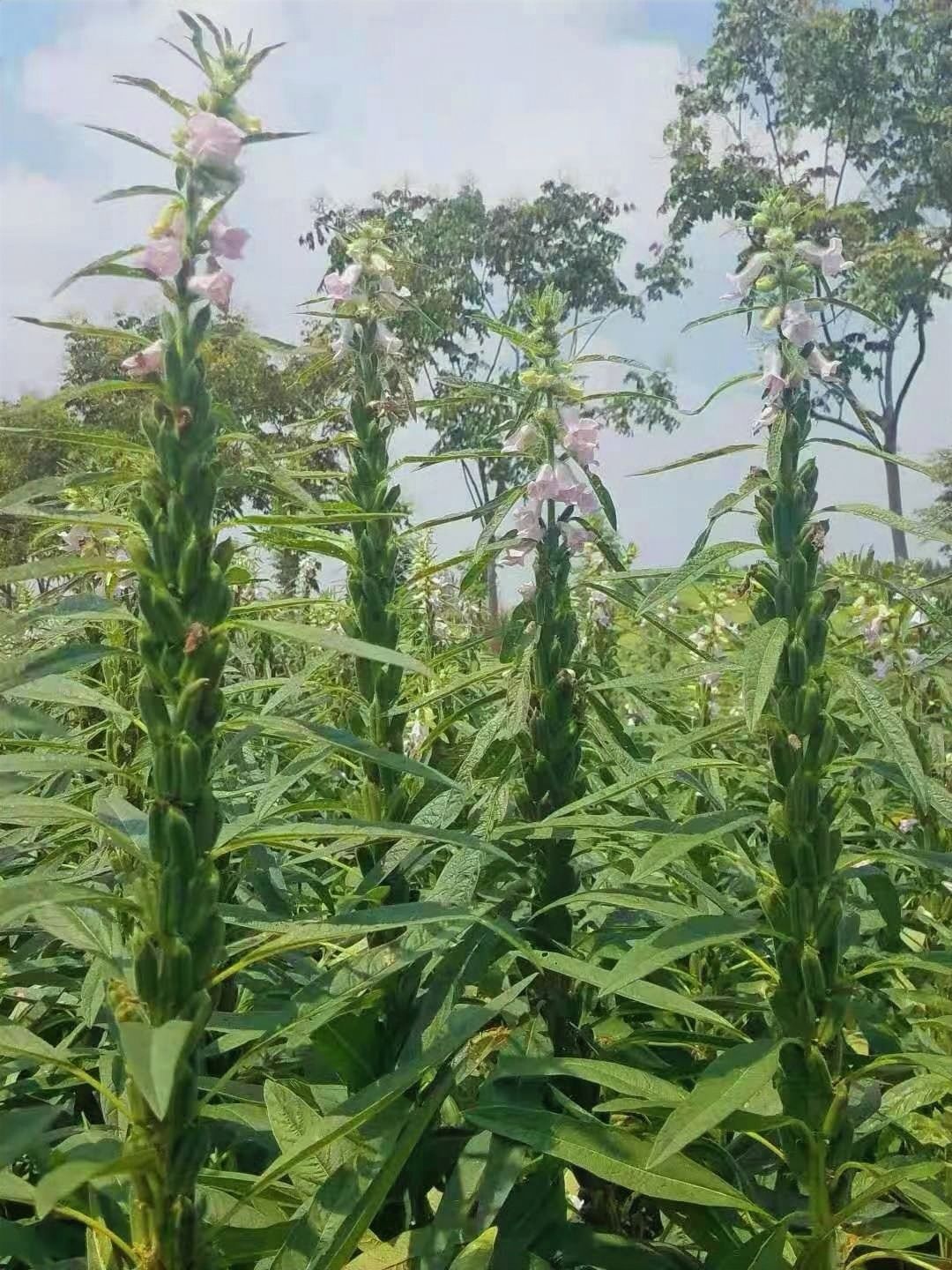 禧芝6号单杆型白芝麻种子，棵子大，结蒴密，出油率高。