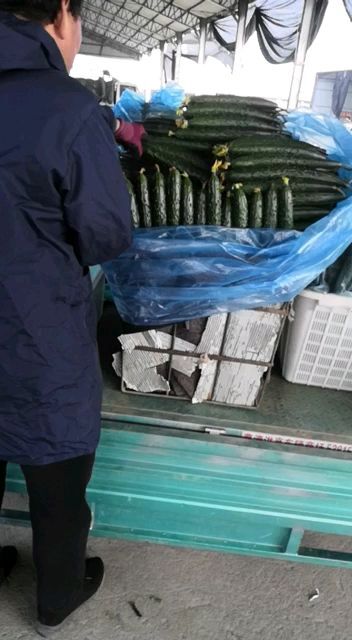 兰陵县 兰陵县黑油亮密刺黄瓜大量上市