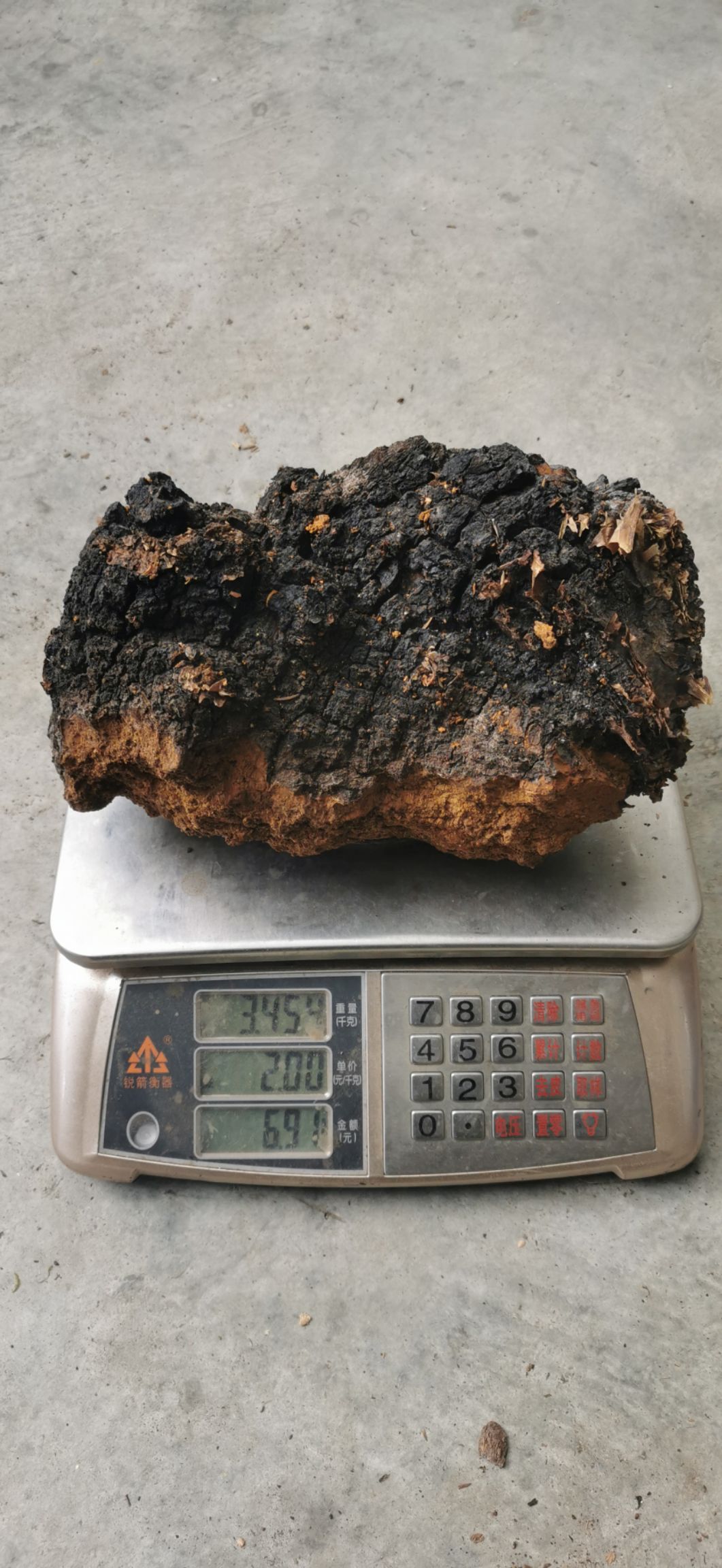 波密县桦树茸 西藏高海拔高含量桦褐孔菌 产地直发一手货源 一件代发
