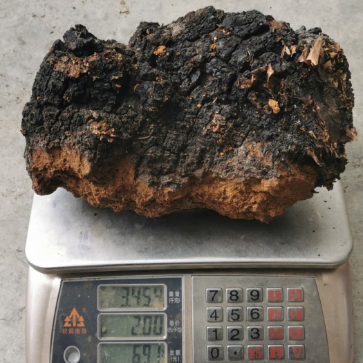 波密县桦树茸 西藏高海拔高含量桦褐孔菌 产地直发一手货源 一件代发